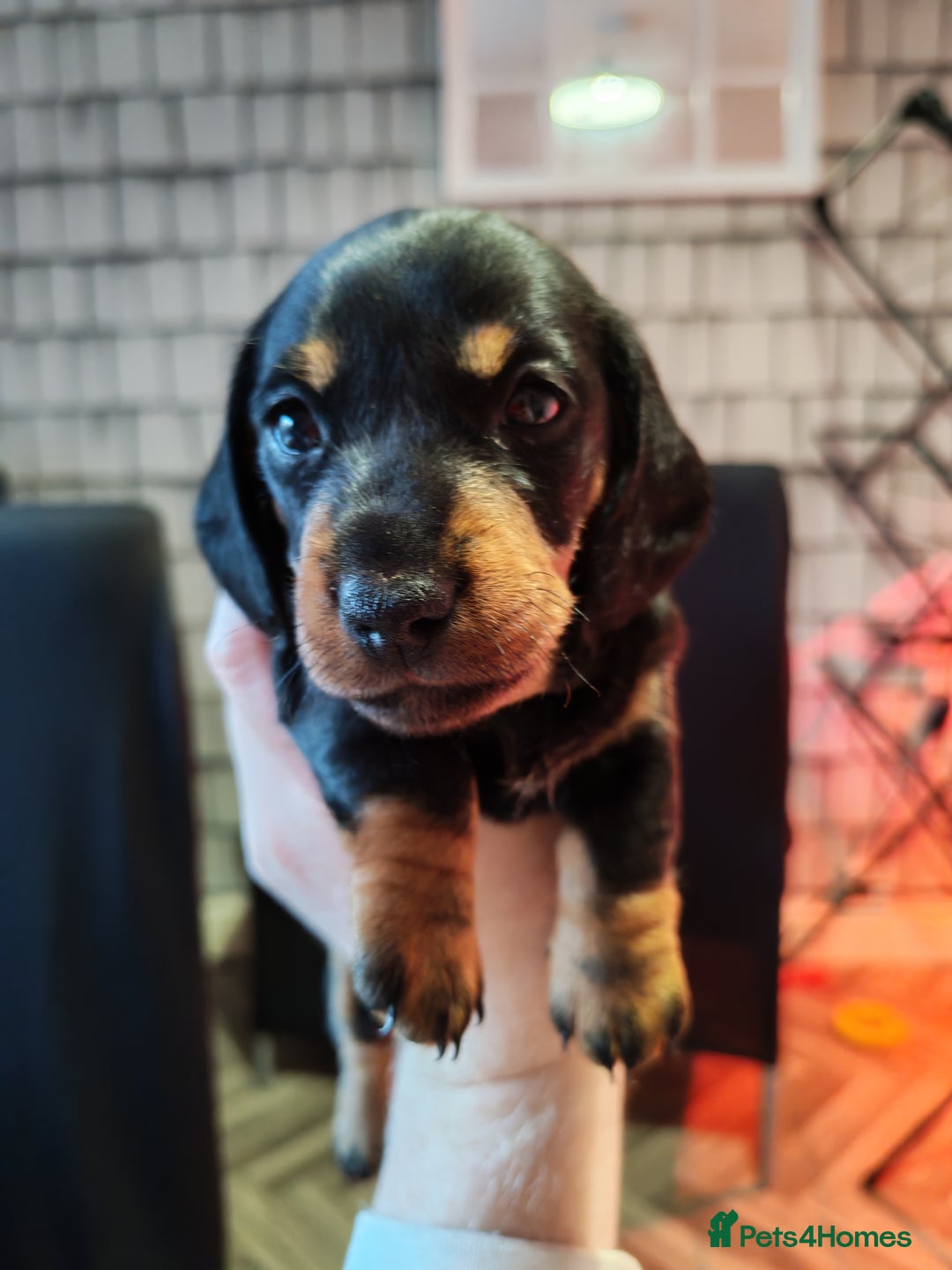 Dachshund dogs for sale: Puppy's - Image 7