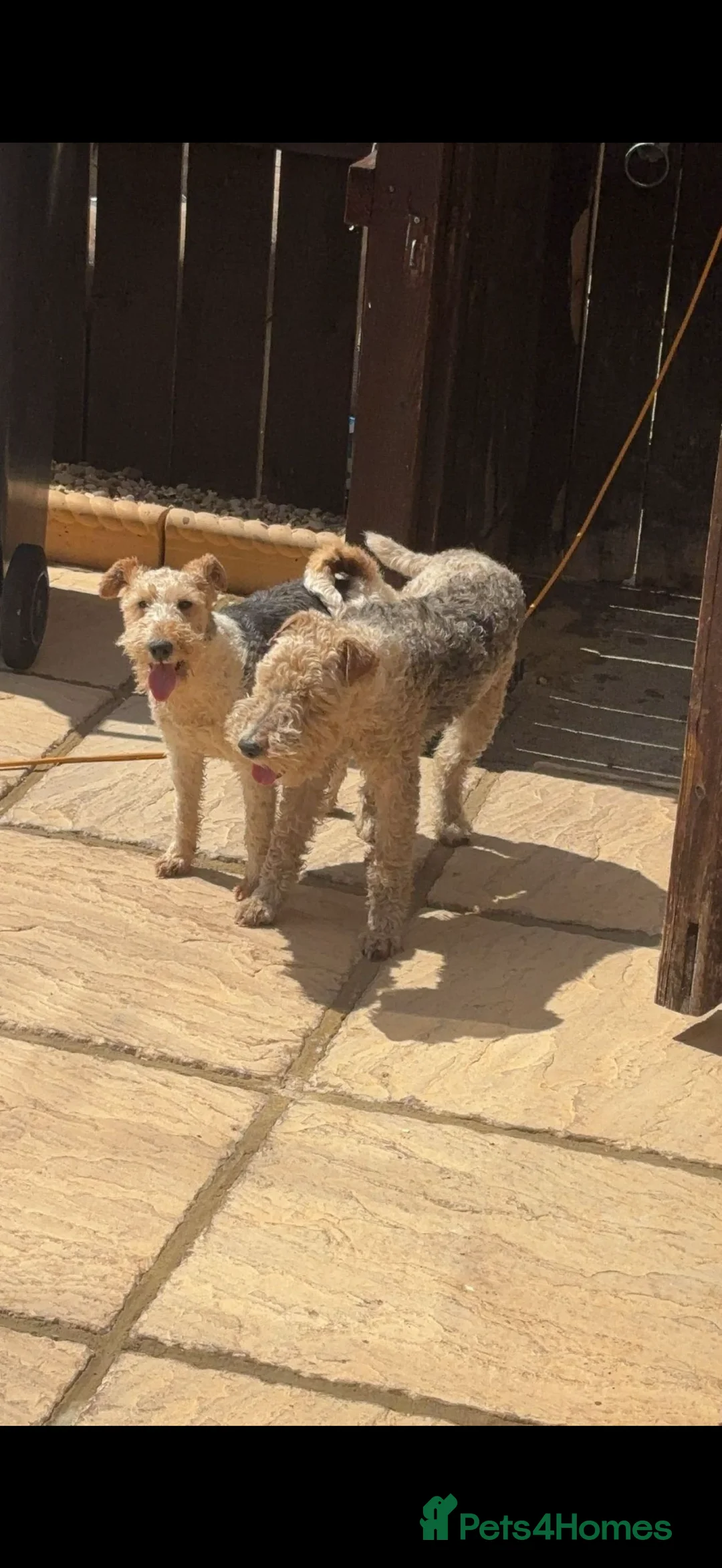 Fox Terrier dogs for sale: Boy and girl fox terriers  - Advert 1