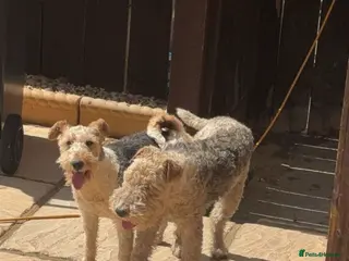 Fox Terrier dogs Boy and girl fox terriers - Advert 1