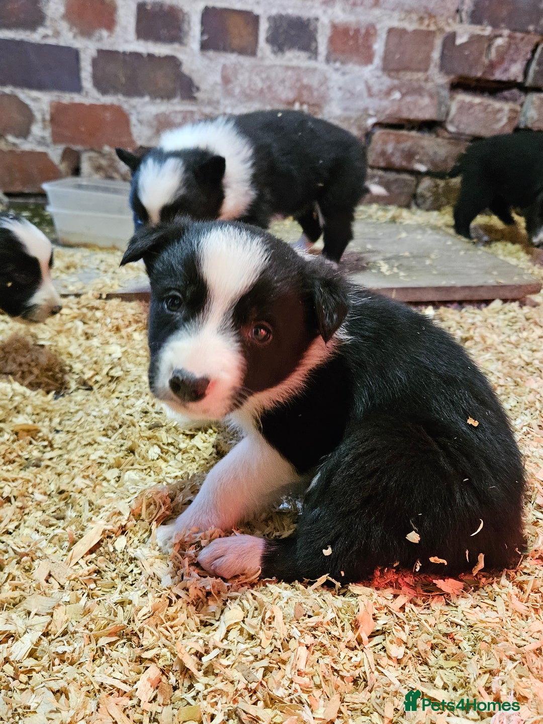 Border Collie dogs for sale: Border Collie puppies for sale  - Advert 7