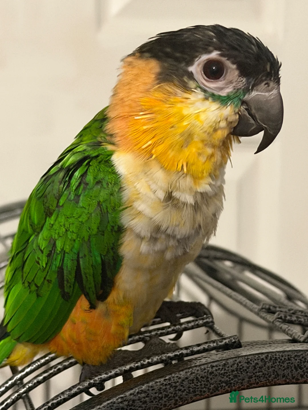 Parrots birds for sale: Black headed Caique parrot  - Advert 4