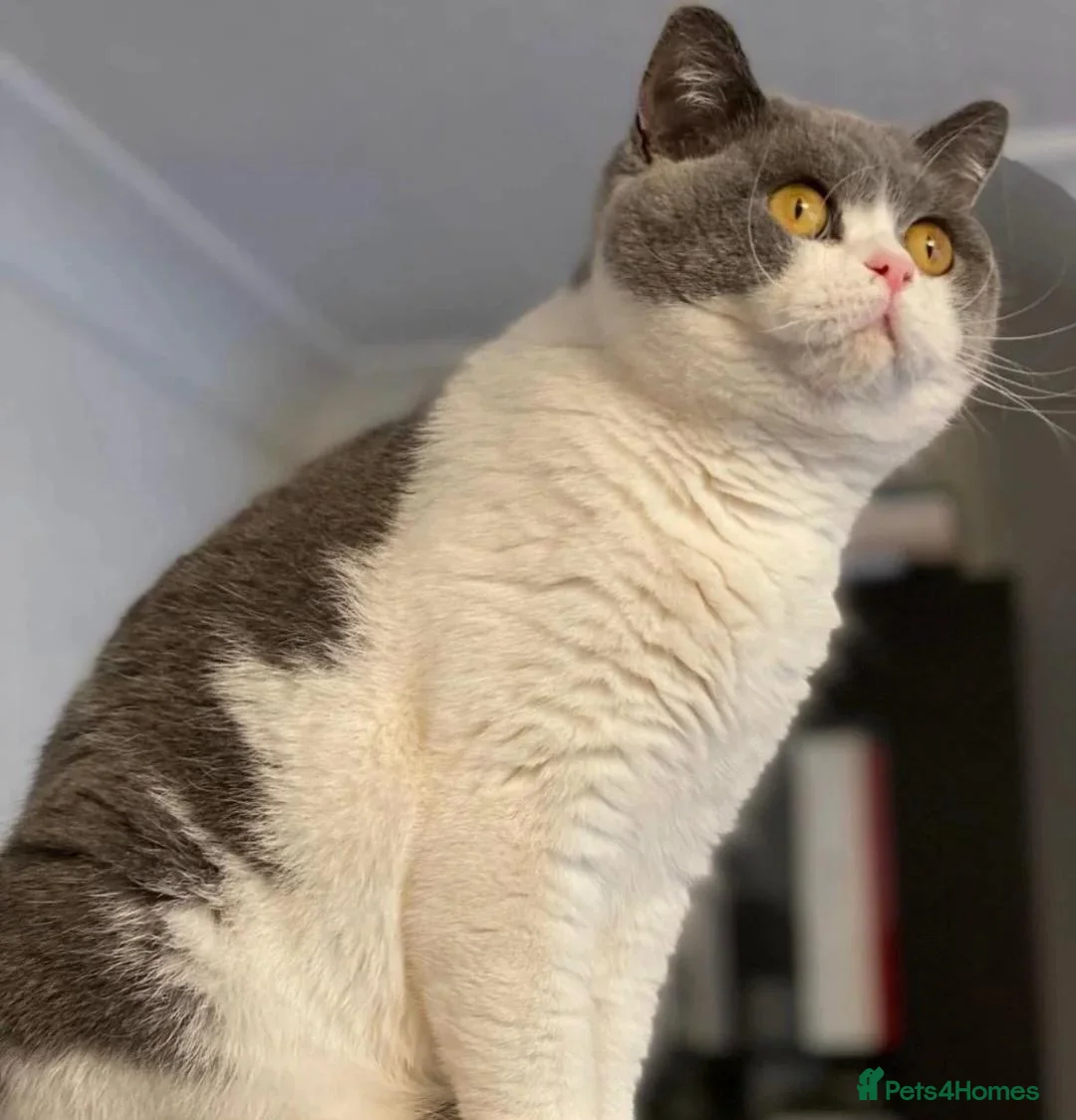British Shorthair cats for sale: Beautiful Bicolour British shorthair female - Advert 2