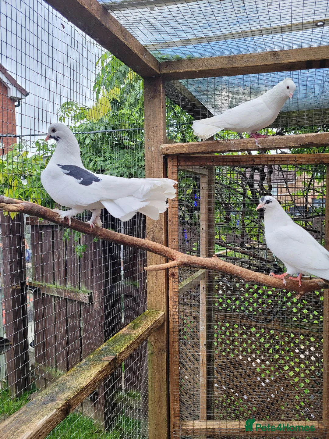 Doves birds for sale: Baby doves for sale in Paisley - Advert 6