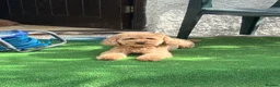 Toy Poodle dogs for sale: Red Male Toy Poodle Puppies  - Advert 11