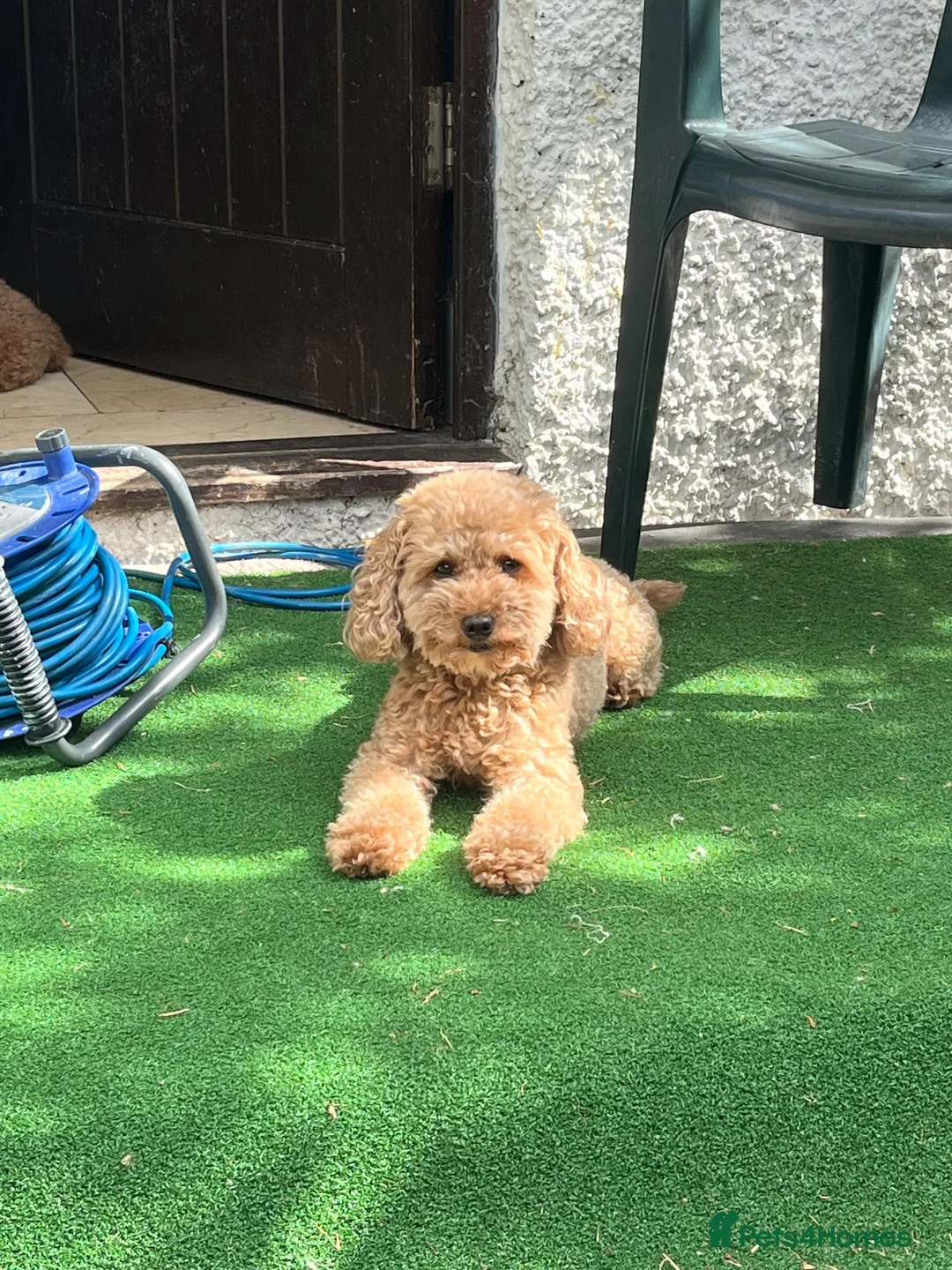 Toy Poodle dogs for sale: Red Male Toy Poodle Puppies  - Advert 11