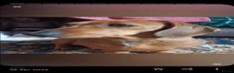 Jackshund dogs for sale: Miniature dachshund cross jack russell - Advert 1