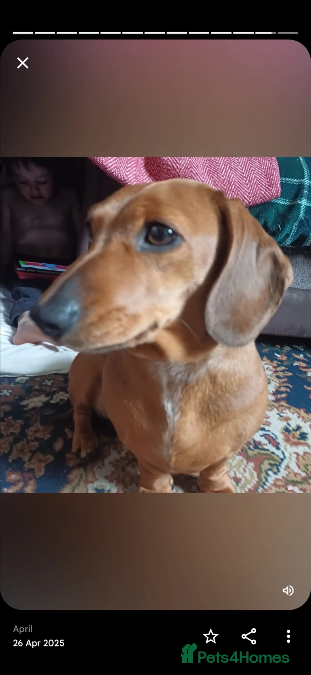 Jackshund dogs for sale: Miniature dachshund cross jack russell - Advert 1