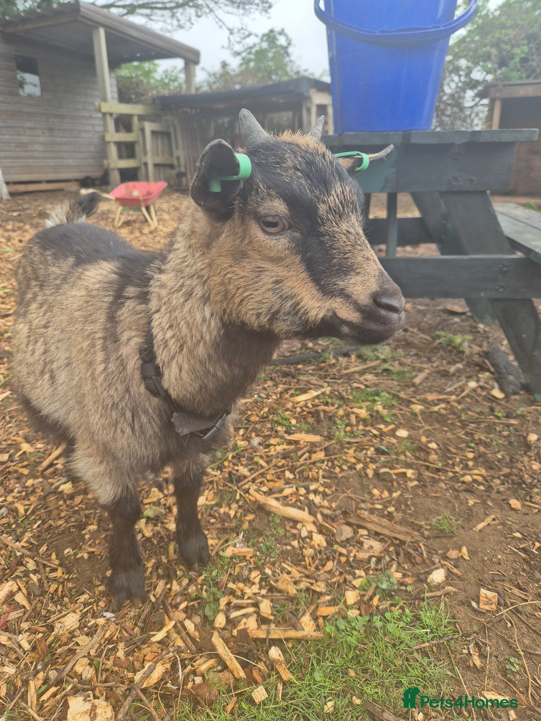 Goats livestock for sale: 2 female pygmy nanny's  - Advert 3