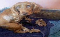 Sprocker dogs for sale: Sprocker Puppies - Image 8