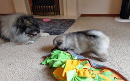 Keeshond dogs for sale: Keeshond Puppies available - Image 2