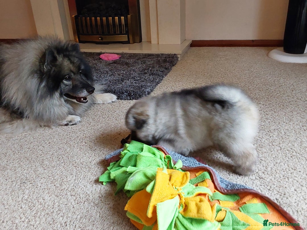 Keeshond dogs for sale: Keeshond Puppies available - Image 2