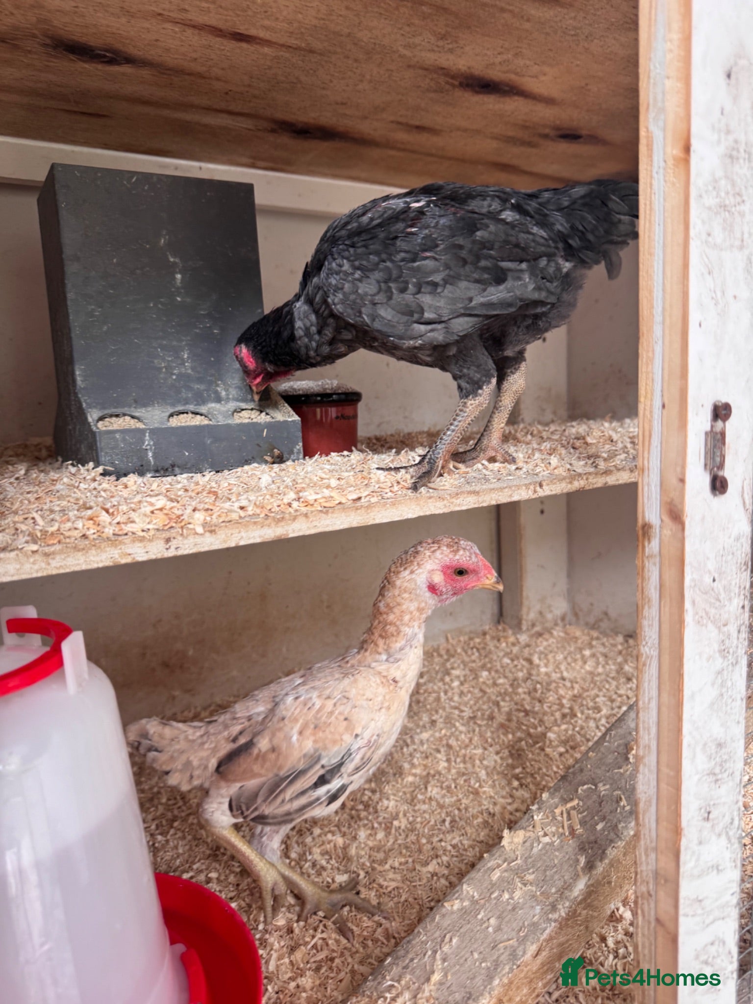 Chickens poultry Ko shamo pair ready now ! - Advert 1