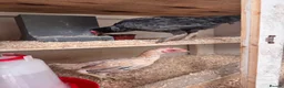 Chickens poultry for sale: Ko shamo pair ready now ! - Advert 1