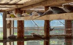 Budgerigars birds for sale: Young budgies for sale £20 sandbach cheshire - Image 2