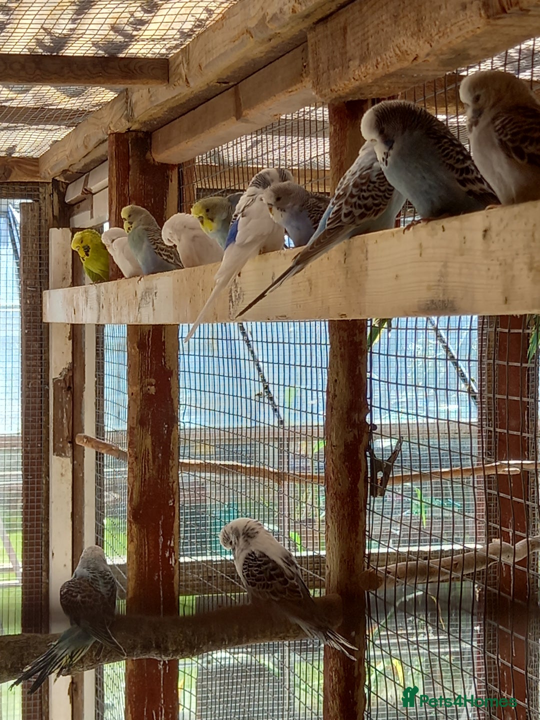 Budgerigars birds for sale: Young budgies for sale £20 sandbach cheshire - Image 2