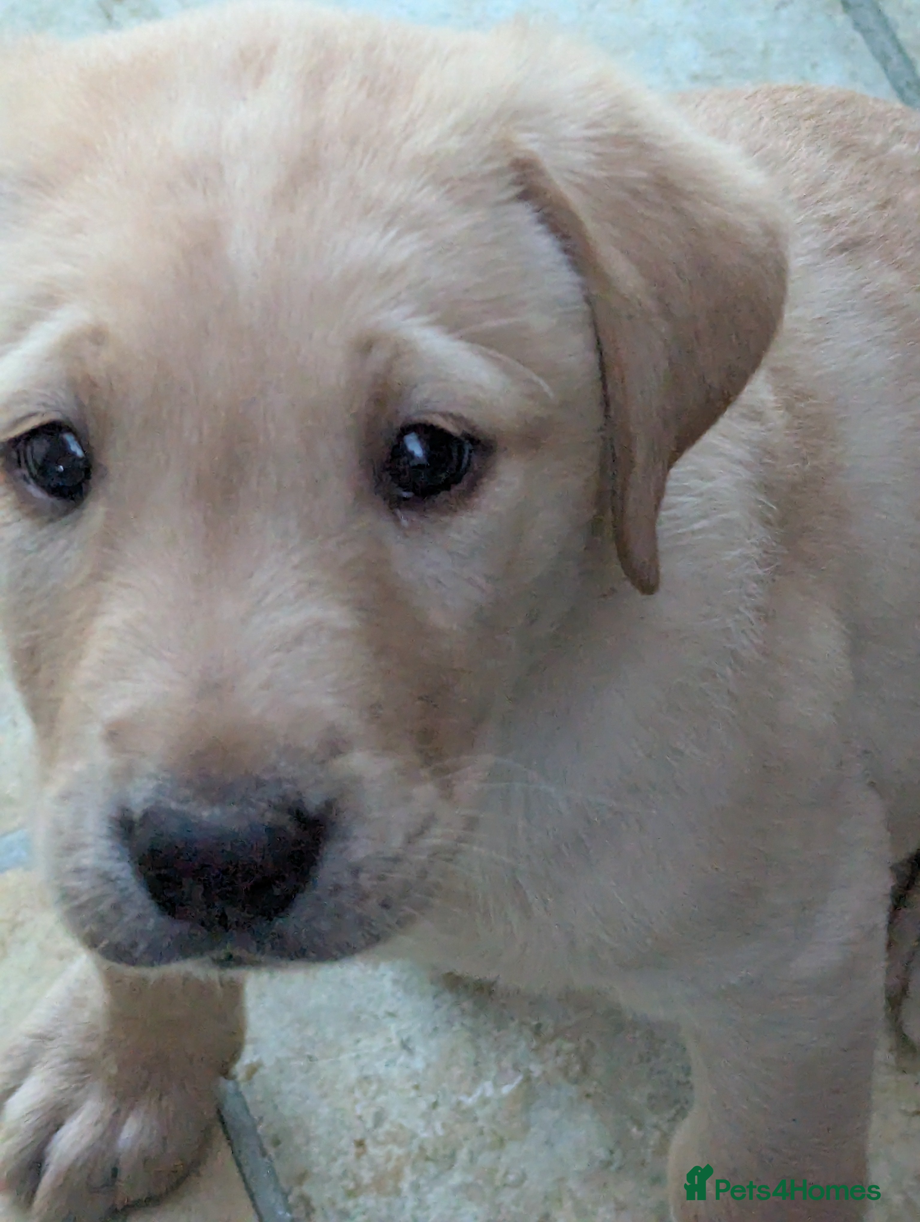 Labrador Retriever dogs 7 K C registered Chunky Labrador puppies  - Advert 1