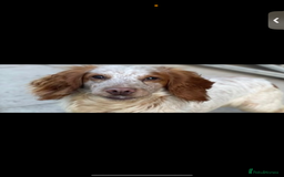 Cocker Spaniel dogs for sale: Cocker spaniel puppys  - Image 8