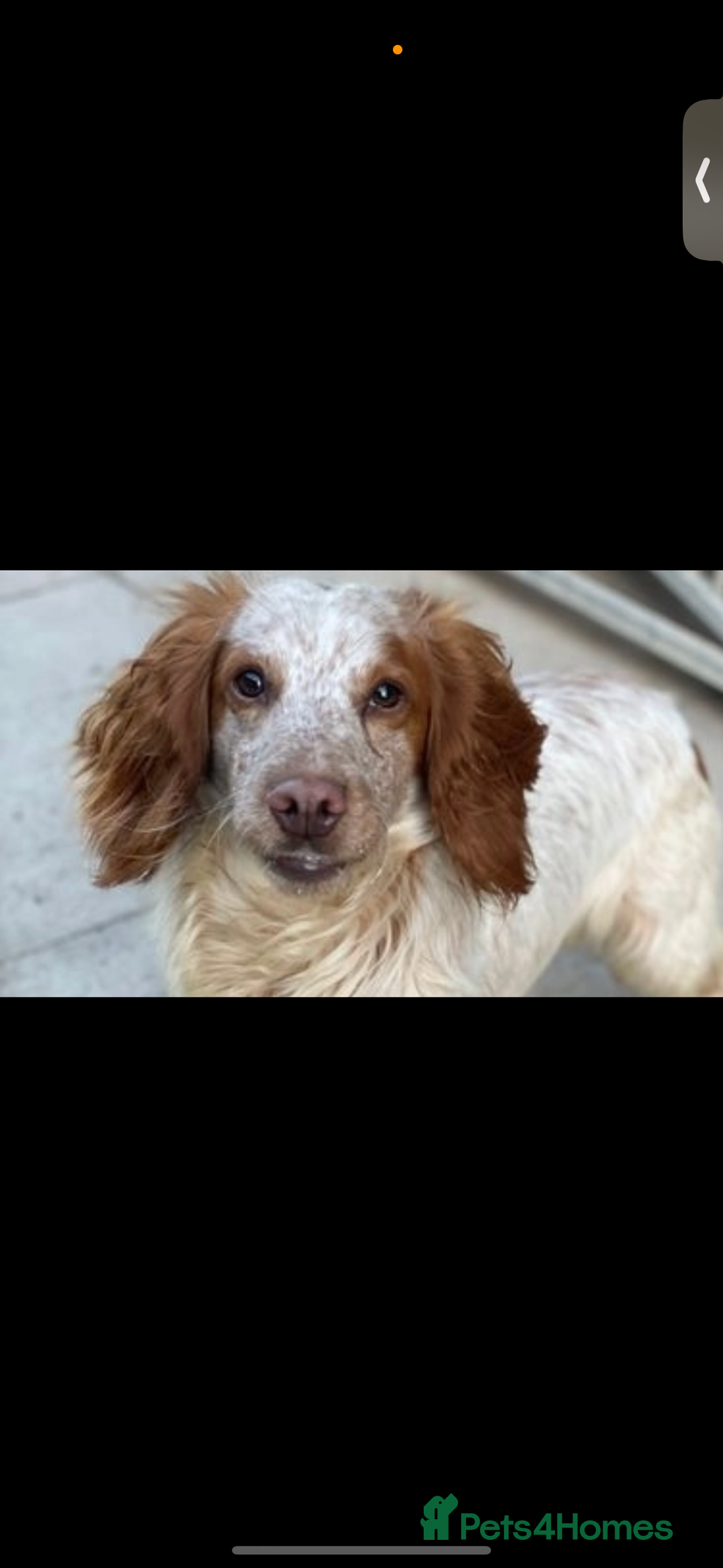 Cocker Spaniel dogs for sale: Cocker spaniel puppys  - Image 8