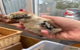 Chickens poultry for sale: Wyandottes, orpingtons - Image 6