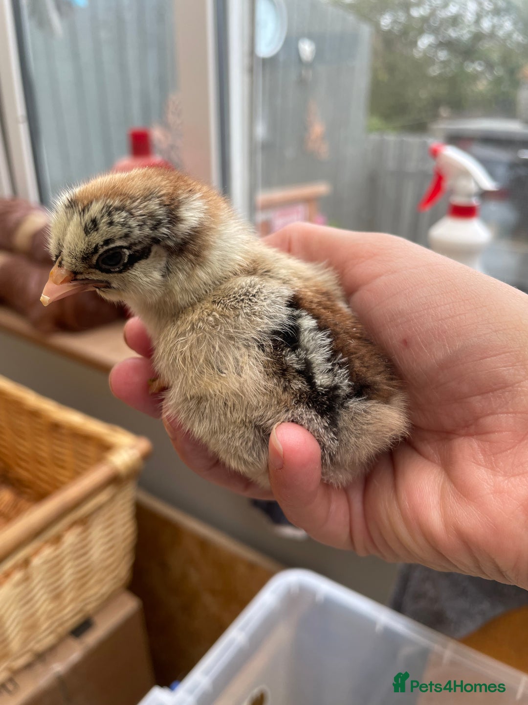 Chickens poultry for sale: Wyandottes, orpingtons - Image 6