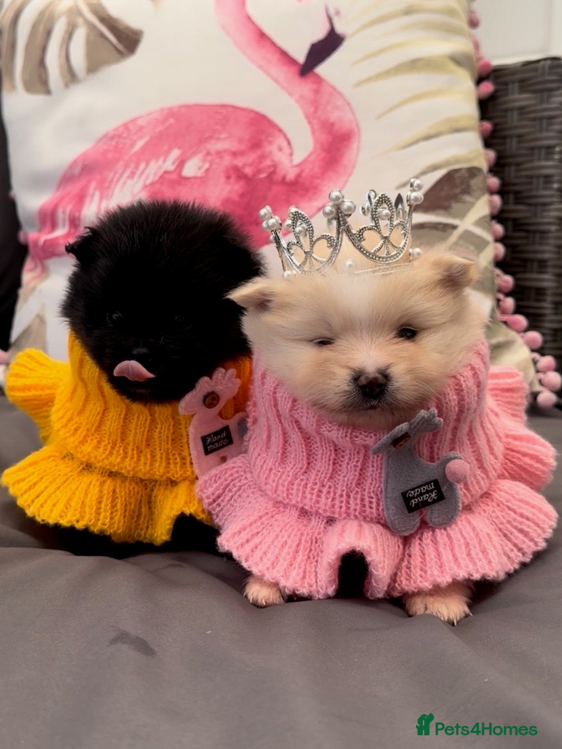 Pomeranian dogs KC registered extra fluffy Pomeranian puppies 🧸 - Advert 6