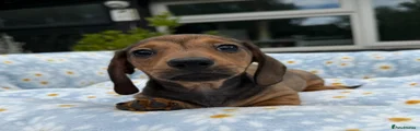 Miniature Dachshund Puppy 1
