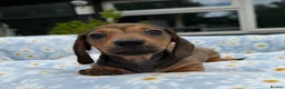 Miniature Dachshund dogs for sale: Miniature dachshund puppies 🐶 READY NOW - Advert 4