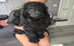 Standard Poodle dogs for sale: Last BOY ! KC registered Standard Poodles !  - Image 4