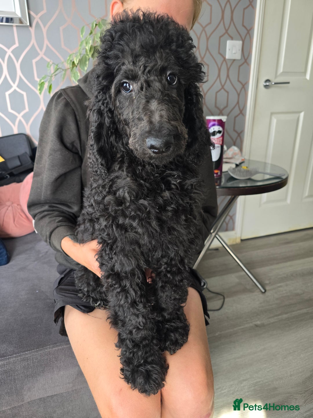 Standard Poodle dogs for sale: Last BOY ! KC registered Standard Poodles !  - Image 4