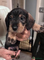 Dachshund dogs - Advert 1