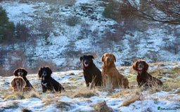 Labrador Retriever dogs for sale: Working Labrador Puppies  - Image 22