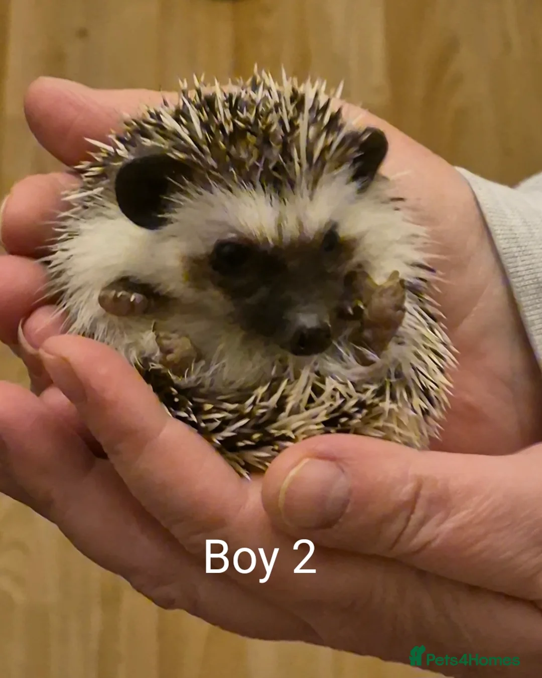 Pygmy Hedgehog rodents for sale: 2 Male Pygmy Hedgehog Babies - Advert 3
