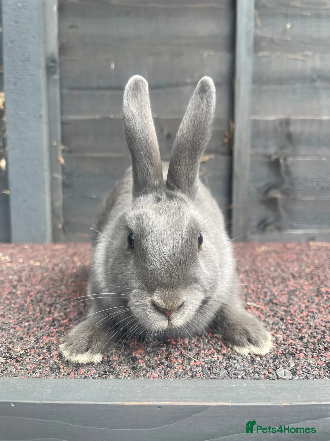 Mixed Breed rabbits for sale: Blue female baby - Advert 2