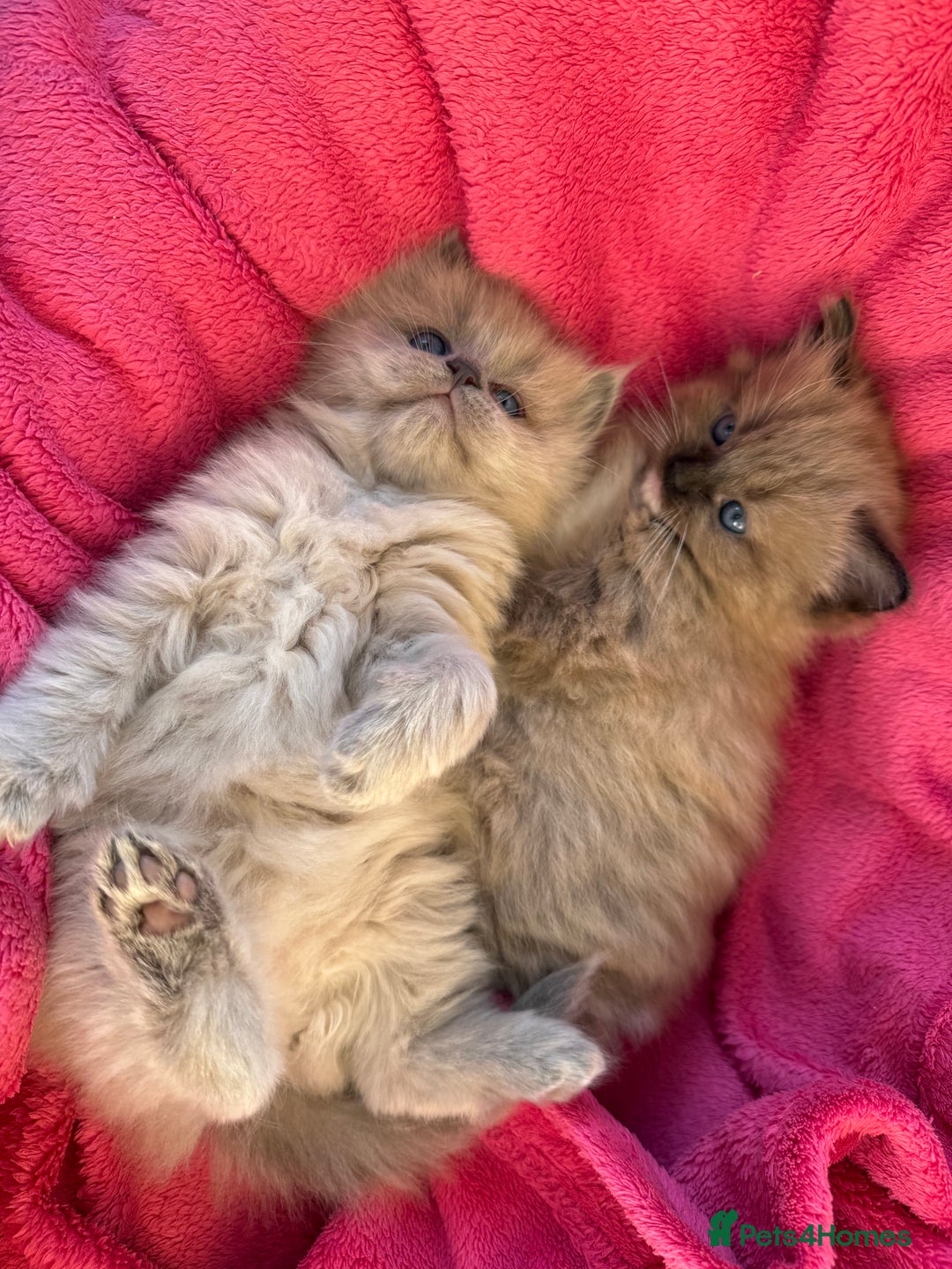 Ragdoll cats for sale: 2 Elegant Champion Bloodline Siblings  - Advert 8