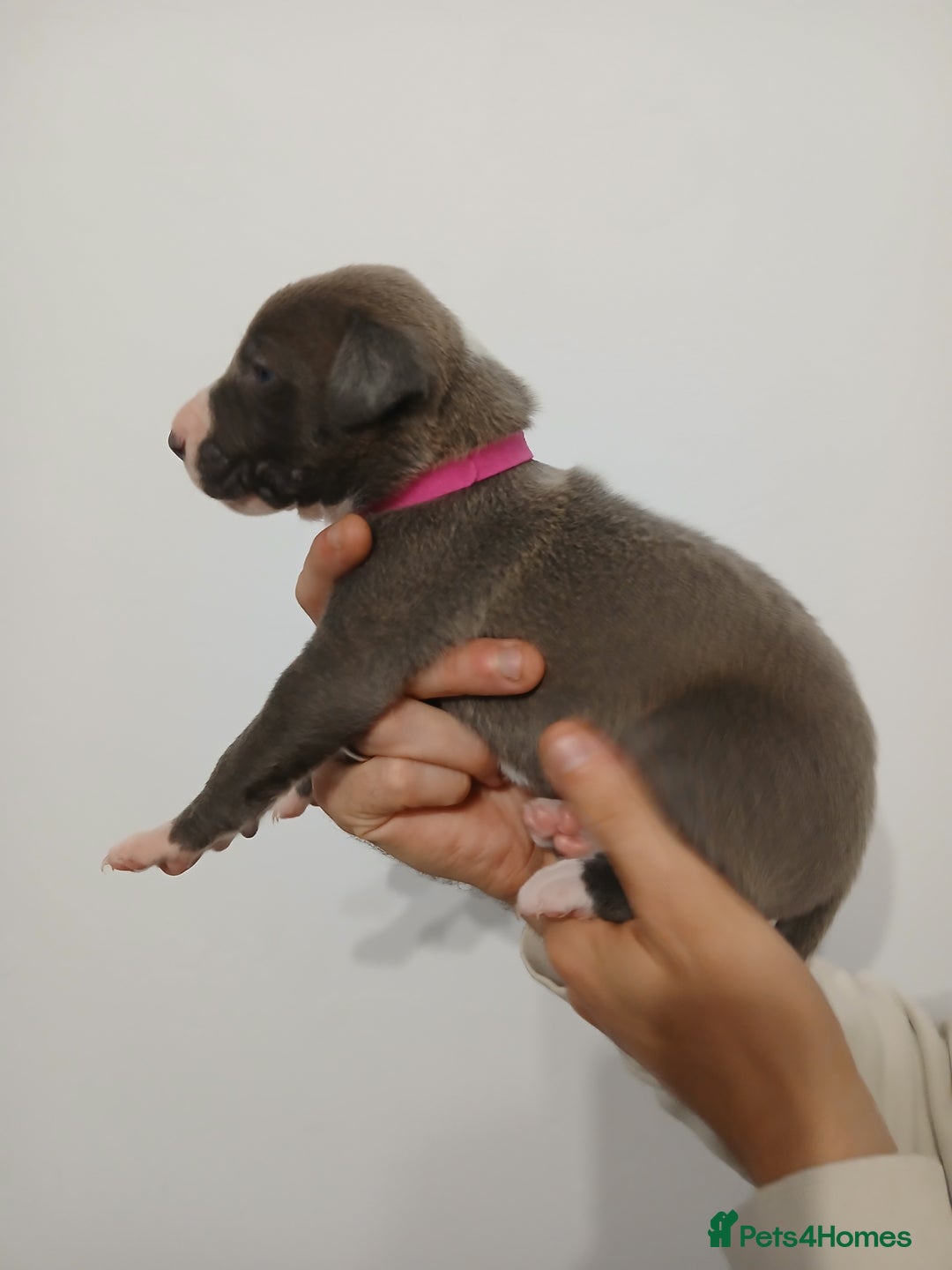Lurcher dogs for sale: Bull Greyhound - Image 6