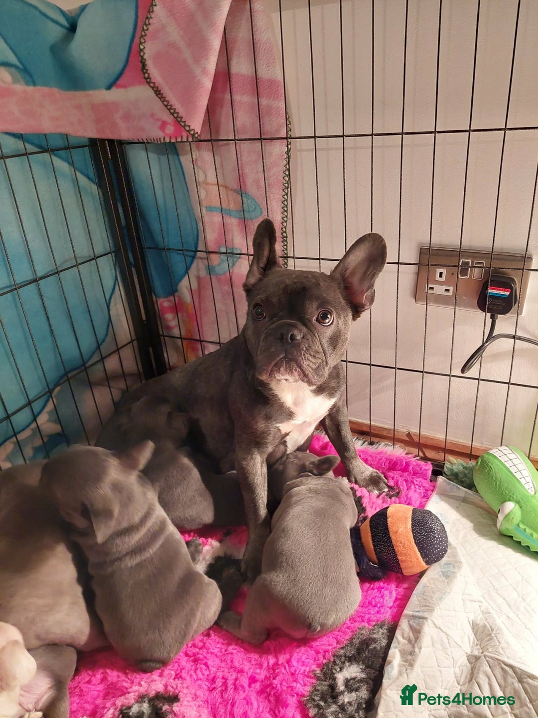 French Bulldog dogs for sale: Beautiful KC registered French Bulldog Puppies - Advert 1