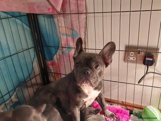 French Bulldog dogs Beautiful KC registered French Bulldog Puppies - Advert 2