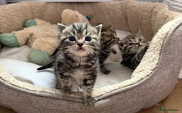 British Shorthair cats for sale: 5 gorgeous tabby kittens  - Image 13