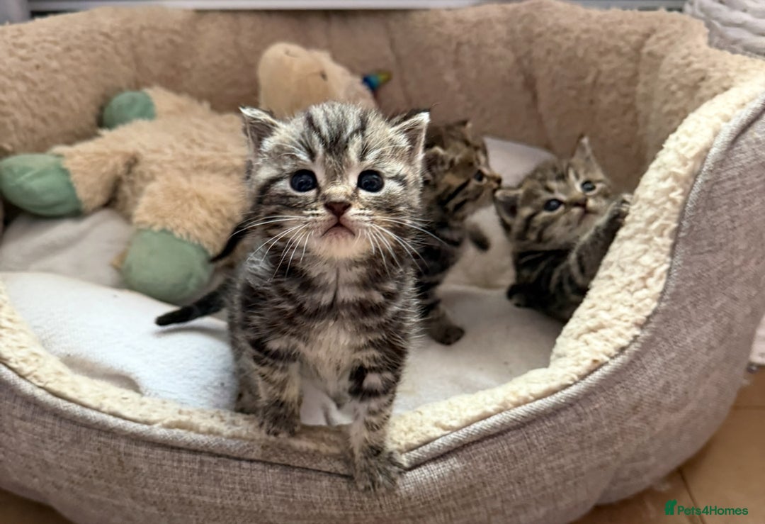 British Shorthair cats for sale: 5 gorgeous tabby kittens  - Image 13