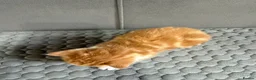 Mixed Breed cats for sale: 4 kittens for sale  - Advert 13