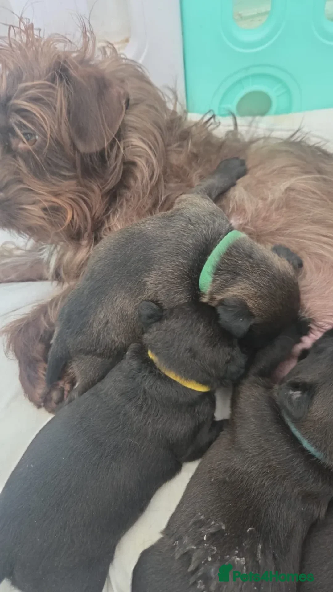 Patterdale Terrier dogs for sale: Patterdales  - Advert 2