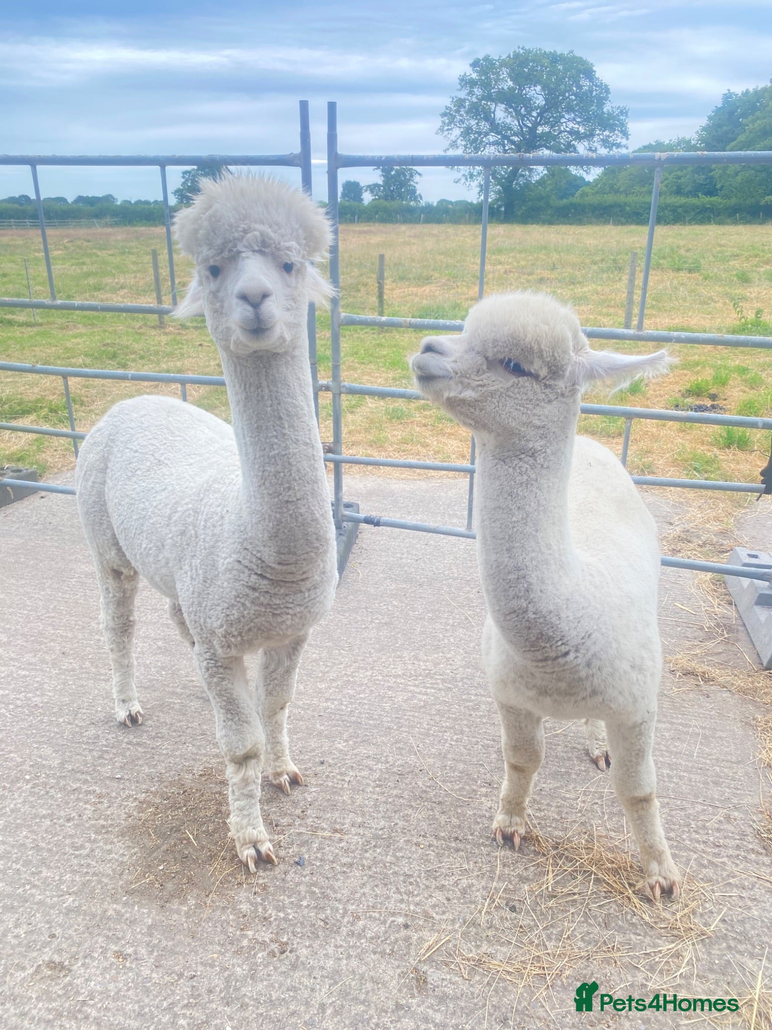 Alpaca livestock 2 BAS male Huacayas, ideally sold together  - Advert 1