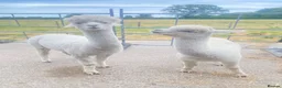 Alpaca livestock for sale: 2 BAS male Huacayas, ideally sold together  in York - Advert 1