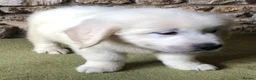 Golden Retriever dogs for sale: Lovely chunky cream puppies  - Advert 23