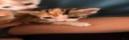 Domestic Shorthair cats for sale: 1x female tri coloured kitten - Advert 11