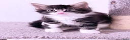 Domestic Shorthair cats for sale: Stunning British Tabby Kittens – Ready April 4th - Advert 27