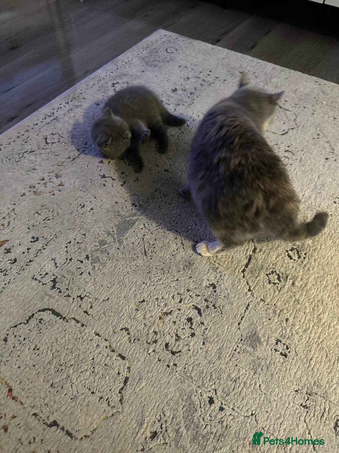 British Shorthair cats for sale: Beautiful British Shorthair kittens - Image 7