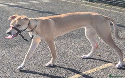 Lurcher dogs for stud: Beautiful lurcher for stud  - Image 6