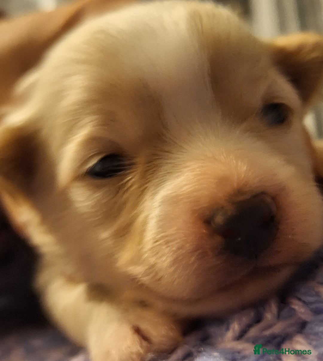 Pomeranian dogs for sale: Little cuties - Advert 29