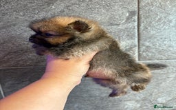 Pomeranian dogs for sale:  Pomeranian’s extra small beautiful fluffy - Image 6